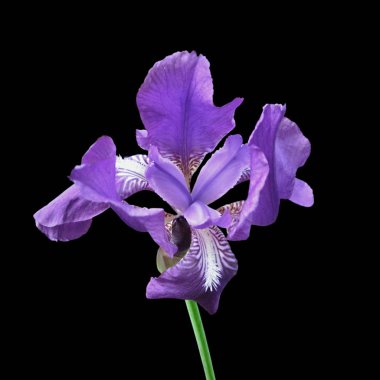 Güzel mor iris siyah bir arka plan üzerinde izole