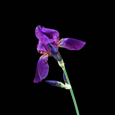 Güzel mor iris siyah bir arka plan üzerinde izole