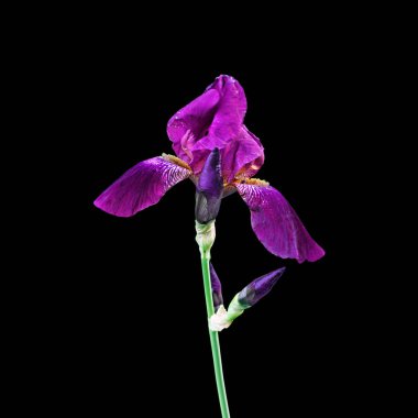 Güzel mor iris siyah bir arka plan üzerinde izole