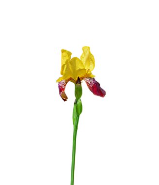 Güzel rengarenk iris beyaz bir arka plan üzerinde izole