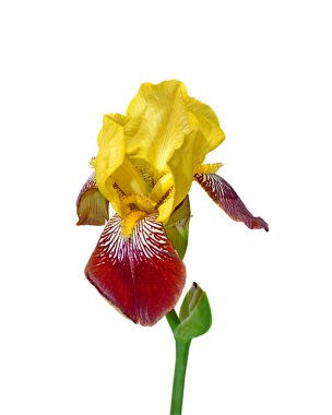 Güzel rengarenk iris beyaz bir arka plan üzerinde izole