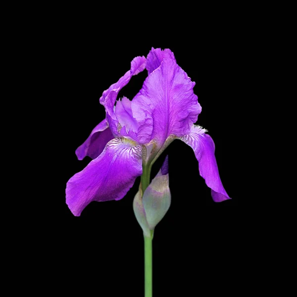 Hermoso iris violeta aislado sobre un fondo negro — Foto de Stock