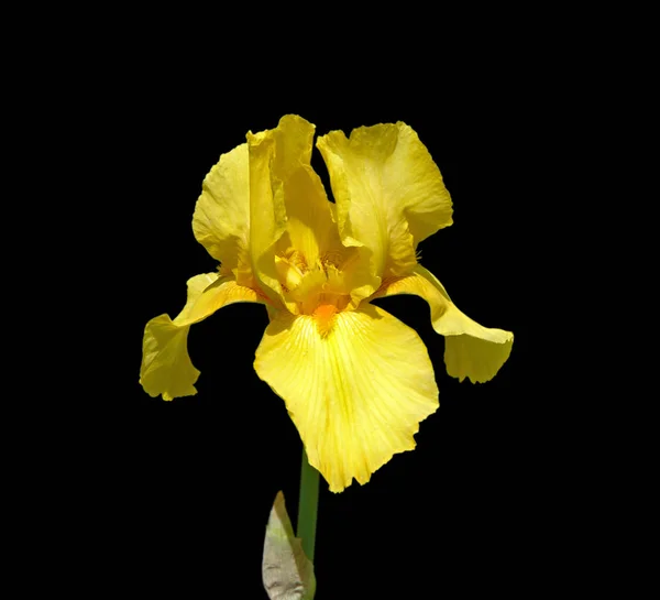 Íris amarela bonita isolada em um fundo preto — Fotografia de Stock