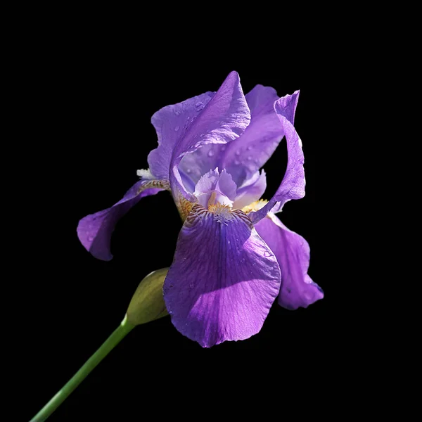 Schöne violette Iris isoliert auf schwarzem Hintergrund — Stockfoto