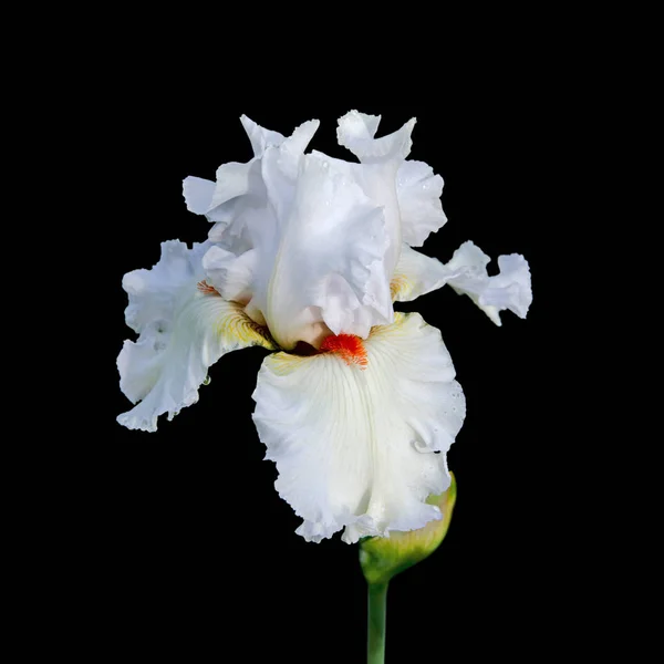 Bellissimo fiore di iris bianco su sfondo nero — Foto Stock