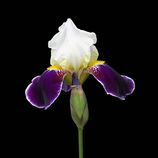 Güzel alacalı Iris siyah bir arka plan üzerinde izole