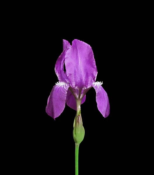 Hermosos iris violetas aislados sobre un fondo negro — Foto de Stock