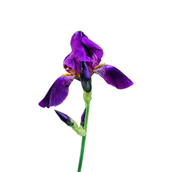 Güzel mor iris beyaz bir arka plan üzerinde izole — Stok fotoğraf