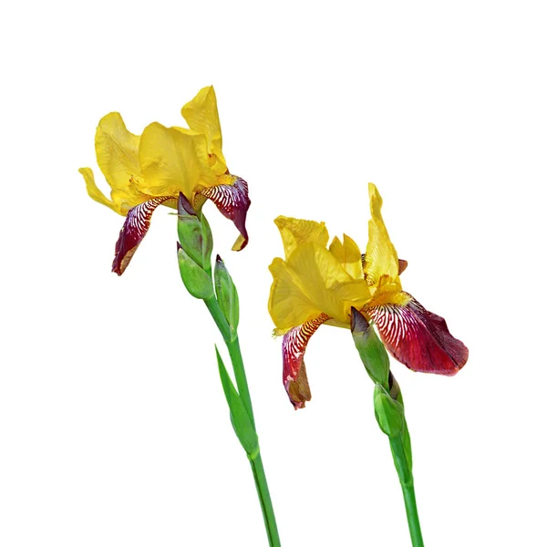 Mooie Motley Iris geïsoleerd op een witte achtergrond — Stockfoto