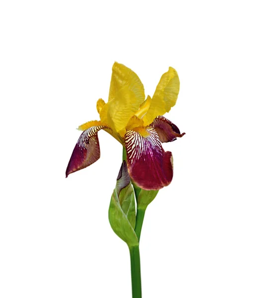 Mooie Motley Iris geïsoleerd op een witte achtergrond — Stockfoto