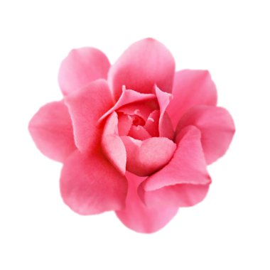 Beyaz arka planda izole edilmiş güzel pembe çiçek.