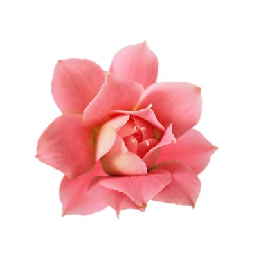 Beyaz arka planda izole edilmiş güzel pembe çiçek.