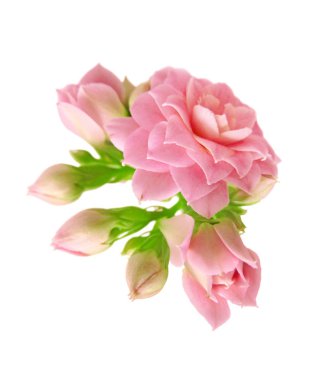 Beyaz bir arka plan üzerinde izole güzel pembe çiçekler