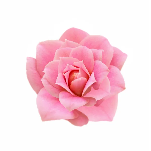 Belle fleur rose isolée sur fond blanc — Photo