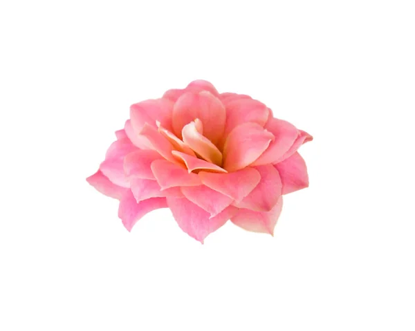 Beyaz arka planda izole edilmiş güzel pembe çiçek.