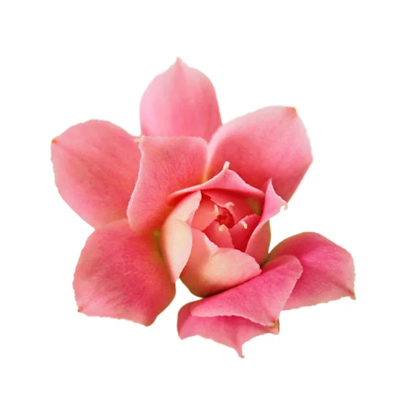 Piękny różowy kwiat odizolowany na białym tle — Zdjęcie stockowe