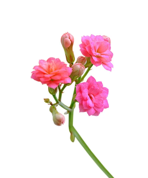 白い背景に隔離されたピンクの花を持つ小枝 — ストック写真