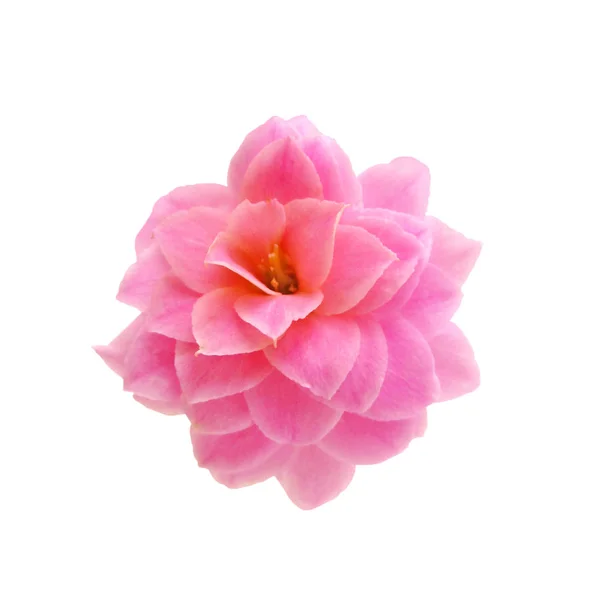 Mooie roze bloem geïsoleerd op een witte achtergrond — Stockfoto