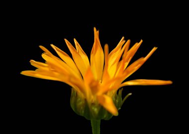 Güzel Calendula çiçek siyah bir arka plan üzerinde izole