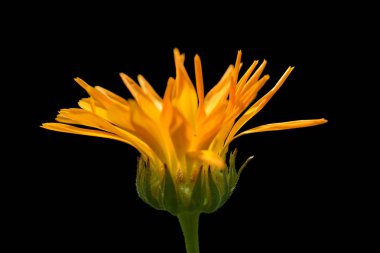 Güzel Calendula çiçek siyah bir arka plan üzerinde izole