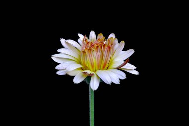 Güzel Calendula çiçek siyah bir arka plan üzerinde izole