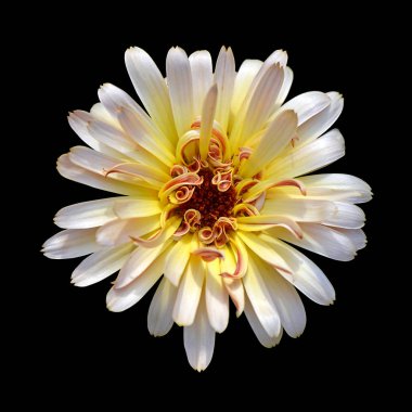 Güzel Calendula çiçek siyah bir arka plan üzerinde izole