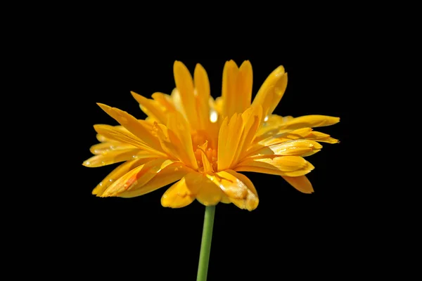 Güzel Calendula çiçek siyah bir arka plan üzerinde izole