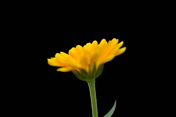 Piękny Calendula kwiat odizolowany na czarnym tle — Zdjęcie stockowe