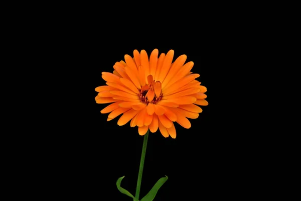 Красива квітка календули ізольована на чорному тлі — стокове фото