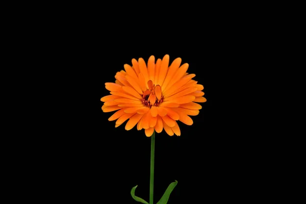 Vacker Calendula blomma isolerad på en svart bakgrund — Stockfoto