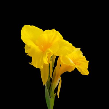 Güzel sarı çiçek siyah bir arka plan üzerinde izole