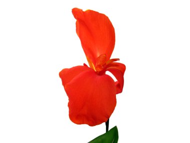 Beyaz bir arka plan üzerinde izole güzel kırmızı çiçek