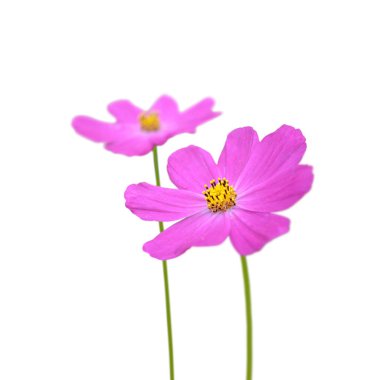 Beyaz bir arka plan üzerinde izole iki mor çiçek