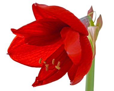 Beyaz bir arka plan üzerinde izole güzel kırmızı çiçek