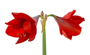 Beyaz bir arka plan üzerinde izole güzel kırmızı çiçek