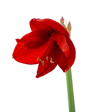 Beyaz bir arka plan üzerinde izole güzel kırmızı çiçek