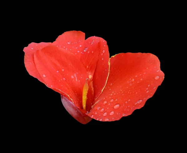 黒い背景に隔離された美しい赤い花 — ストック写真