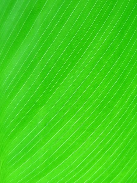 Green leaf surface close up. Exotic tropical leaf. Large green l — Stock Photo, Image