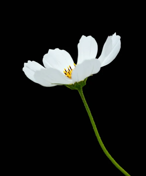 黒い背景に隔離された白い宇宙の花 — ストック写真