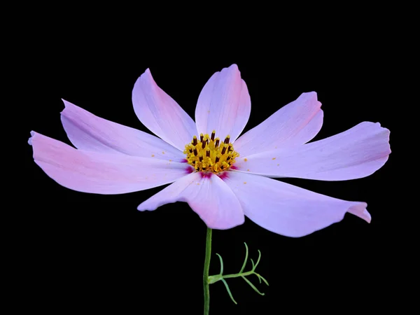 Lila virág a kozmosz izolált fekete háttér — Stock Fotó
