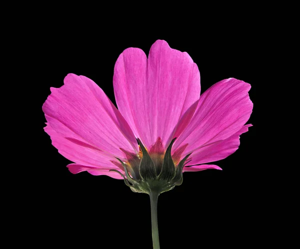 Purple flower of cosmos isolated on a black background
