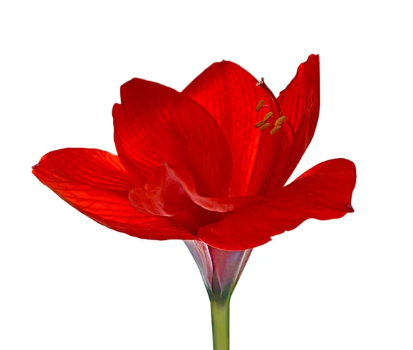 白い背景に分離された美しい赤い花 — ストック写真