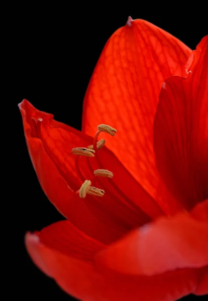 Красивый красный цветок изолирован на черном фоне — стоковое фото