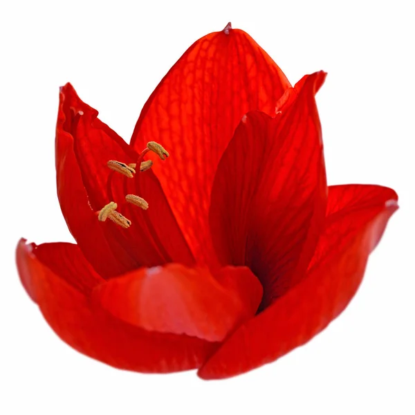 Hermosa flor roja aislada sobre un fondo blanco —  Fotos de Stock
