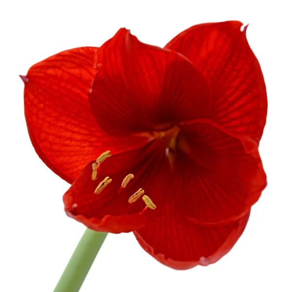 Bellissimo fiore rosso isolato su uno sfondo bianco — Foto Stock
