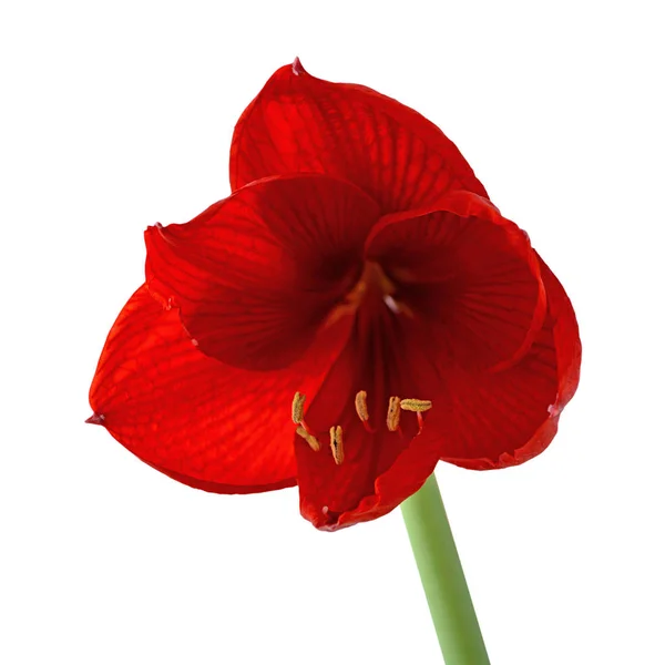 Vacker röd blomma isolerad på en vit bakgrund — Stockfoto