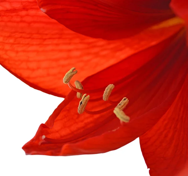 Belle fleur rouge isolée sur fond blanc — Photo