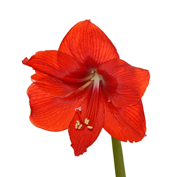 Beautiful red flower isolated on a white background — Stock Photo, Image