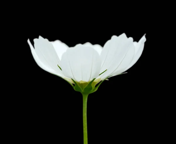 White cosmos flower isolated on a black background Stock Photo