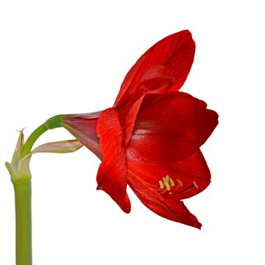 beyaz arkaplanda izole kırmızı çiçek